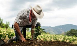 Sembrando Vida reforestará 90 mil hectáreas con más de 100 millones de árboles en Tabasco